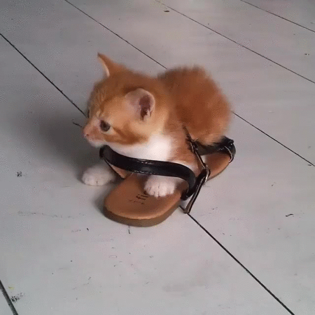 cat shoe