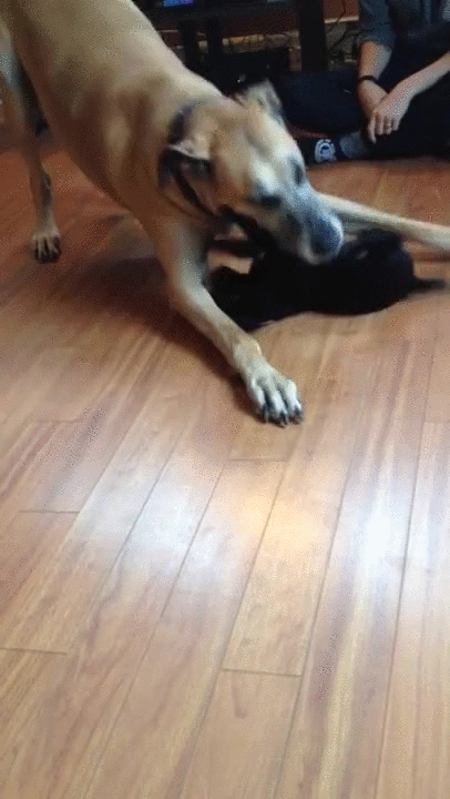 great fights dane