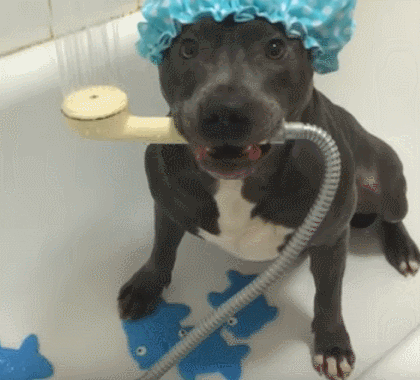 dog bath bathtime