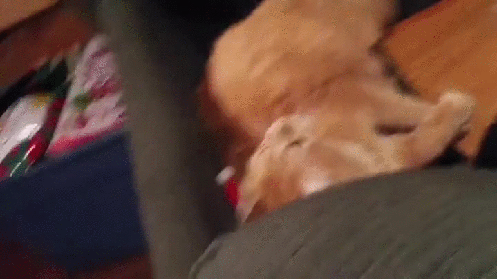 cat santa hat
