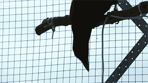 biology neuroscience behavioural