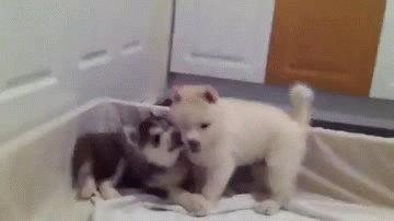 puppy biting husky