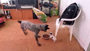 dog roll over lol gif