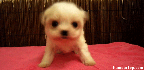 funny cute