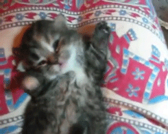 kitten cute adorable