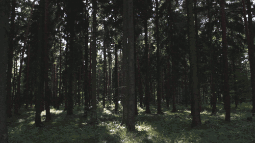 forest summer