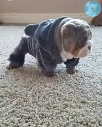 puppy onesie