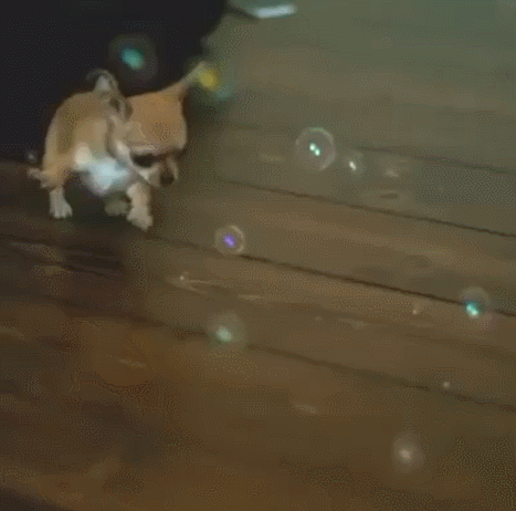 puppy playing bubbles