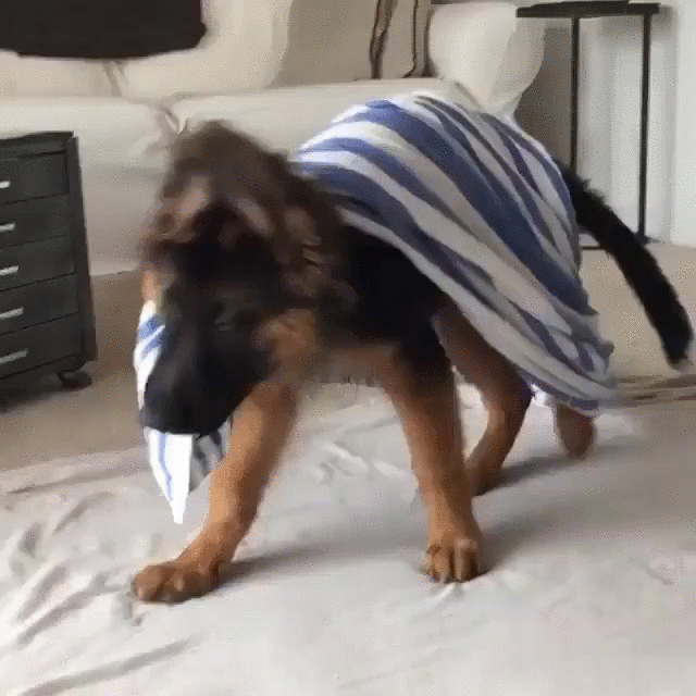 puppy shepherd