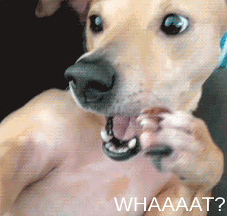 dog shocked