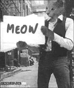 cheezburger cat bob dylan subterranean homesick blues