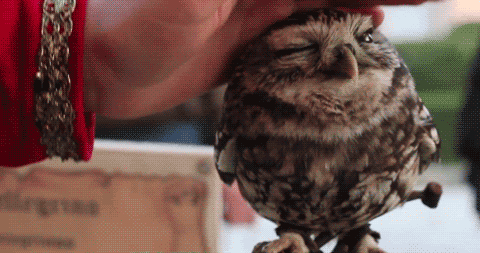 cute adorable owl