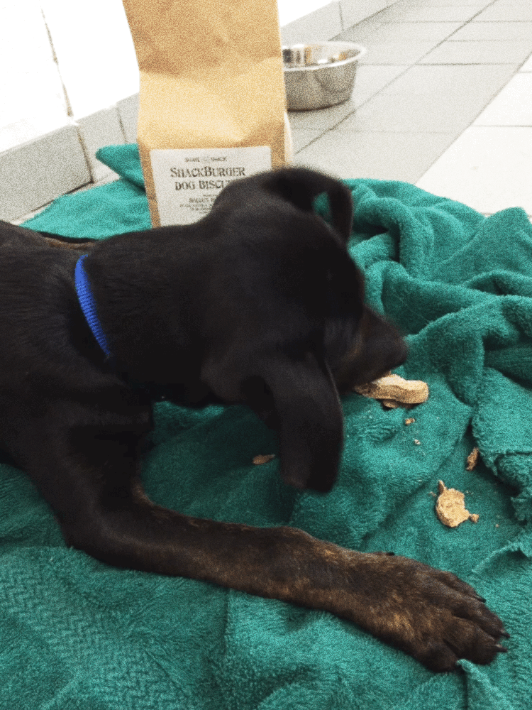 shakeshack dog puppy shake shack