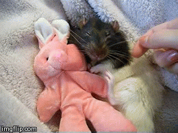 cuteness cute animals s