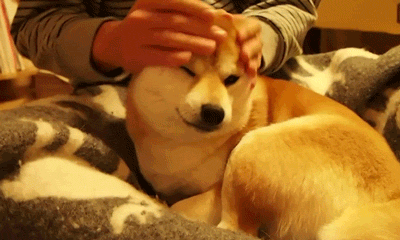 dog shiba inu