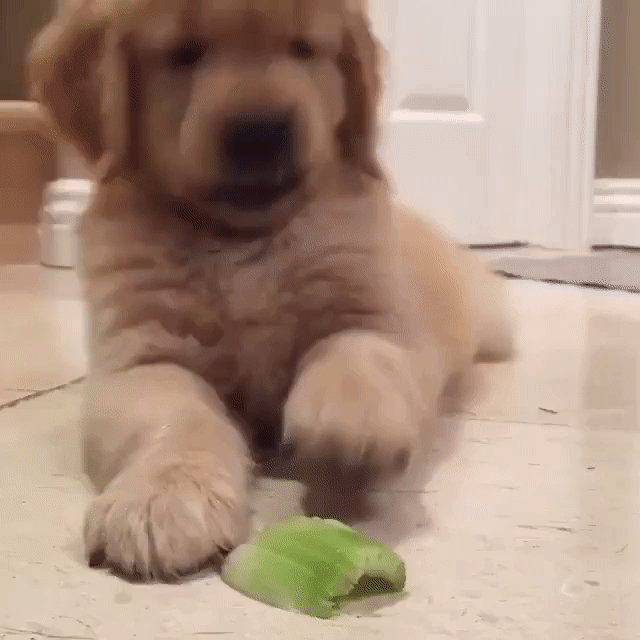 puppy golden celery