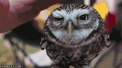 cheezburger cute owl