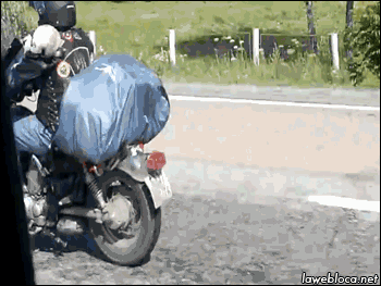 cat motorcycle