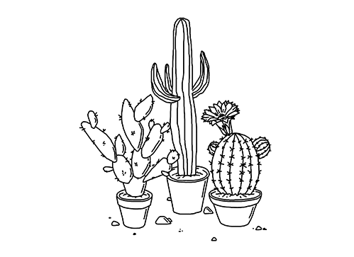 plants cactus