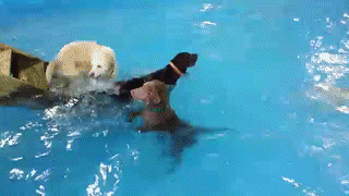 dog pool swimming