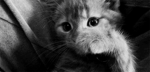 kitten art cat