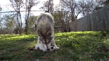 kitten playing husky