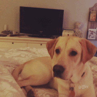 dog puppy reaction gif