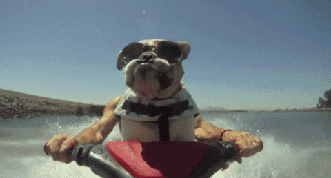 dog jet ski