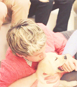 niall horan puppy