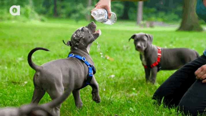 yosub dog slo mo pit bull