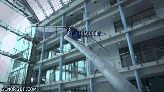 cheezburger win technology