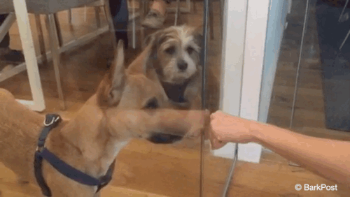 barkpost animated gif fistbump