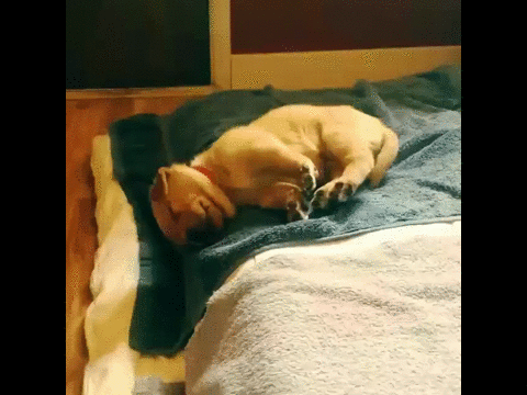 puppy sleepy