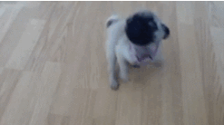 puppy jumping pug