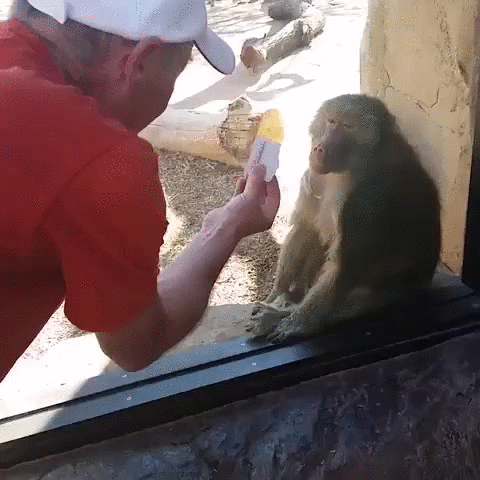 magic trick baboon