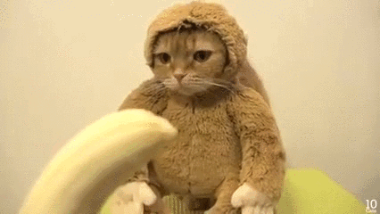 cat banana monkey suit