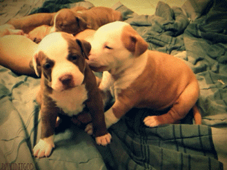 puppy puppies gif
