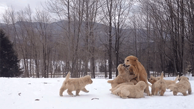 cute puppies lolgif