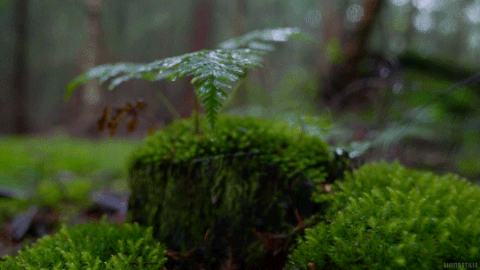 cinemagraph cinemagraphs