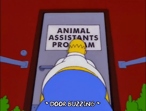 season 9 the simpsons 9x21