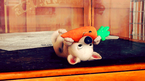 puppy carrot bolt