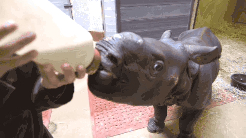 zoo rhino