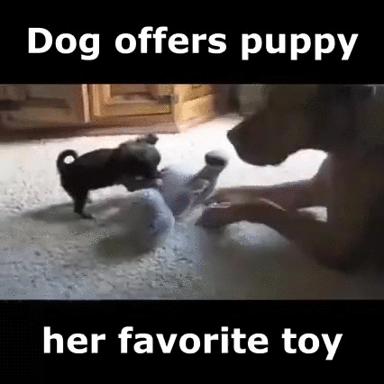 puppy play come