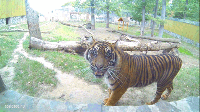 animal tiger malayan