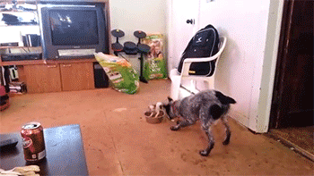 dog roll over lol gif