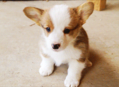 puppy corgi