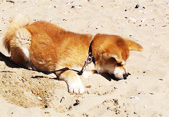 puppy akita inu