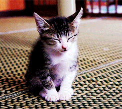 kitten tired cat