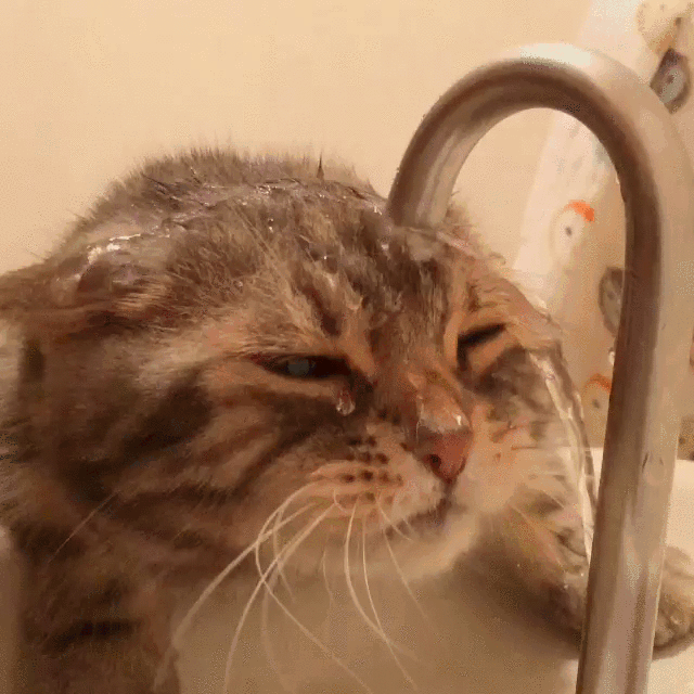 cat drinking faucet