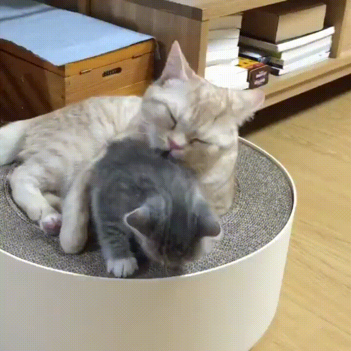 justviralnet cat cute mom